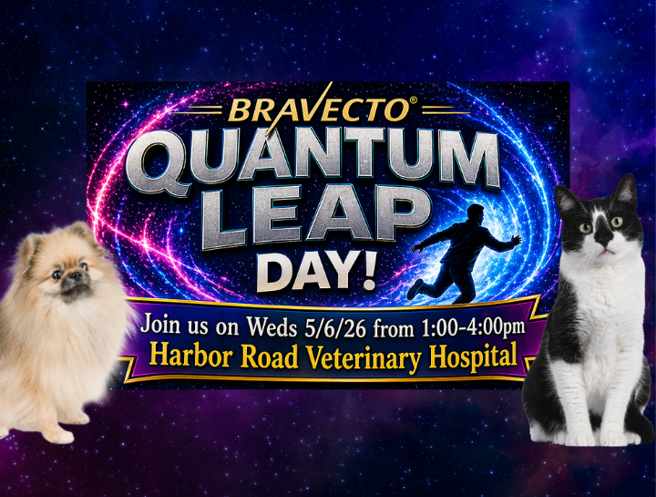 Bravecto Quantum Leap Day