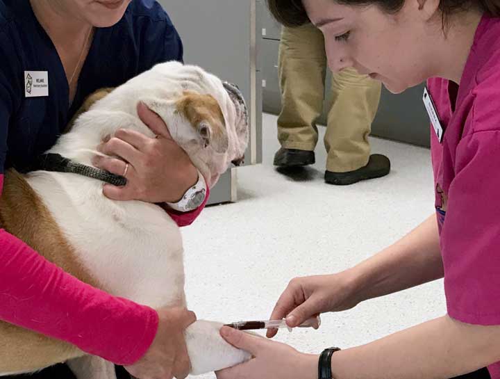 Preventive Care for Dogs