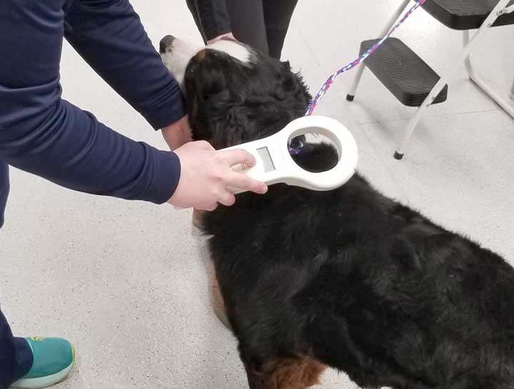 Pet Microchipping